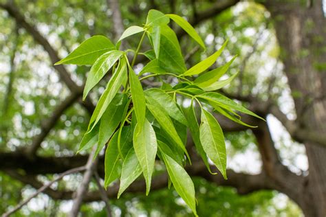 Brown Spots On Ash Tree Leaves