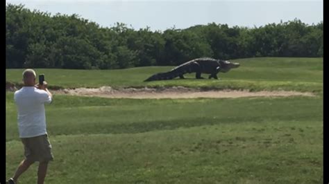 Giant Gator Is Par For This Florida Golf Course