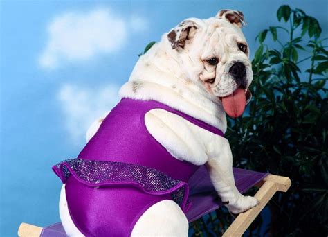 10 Hilarious Dogs In Bathing Suits Because Summer The