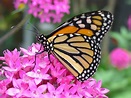 Farfalla monarca Immagine gratis - Public Domain Pictures
