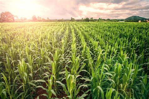 Improved Crops Can Double European Agriculture Production Wur
