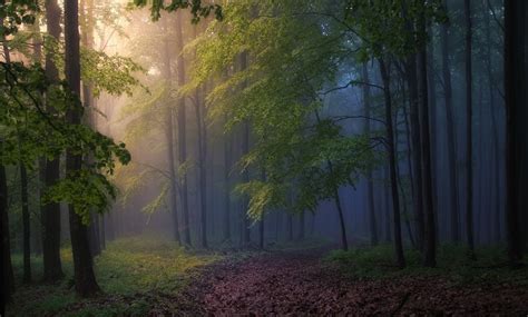 1280x772 Morning Forest Mist Path Trees Sunbeams Sunlight Sunrise