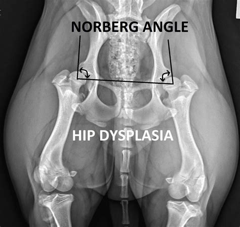 Hip Dysplasia What You Need To Know My Vet Animal Hospital