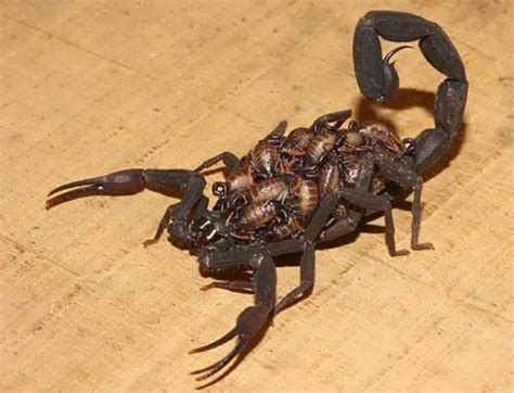 Female Scorpion With Its Babies Wander Lord