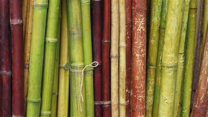 Bamboo Wallpapers Cave