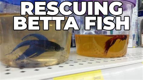 Petsmart Fish Breeding Tank