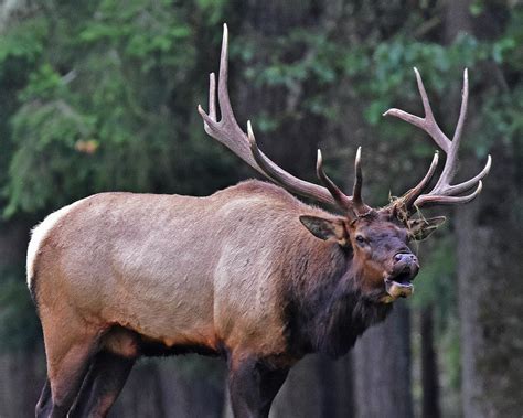 Royal Roosevelt Bull Elk Photograph By Jack Moskovita