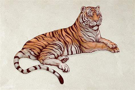 Hand Drawn Lying Tiger Vector Premium Image By Rawpixel Com Tiger