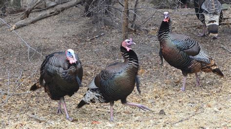 How To Hunt Nebraskas Wild Turkeys In Winter Nebraskaland Magazine