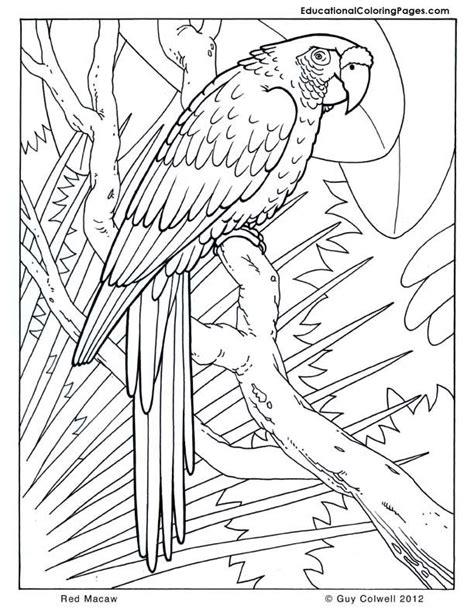 This forest is amazing with all its forms. Red-Macaw | Bird coloring pages, Cool coloring pages ...