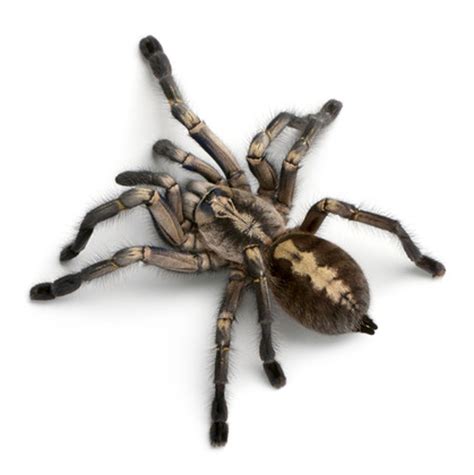 Thousands Of Tarantulas Invading Colorado Now Through October