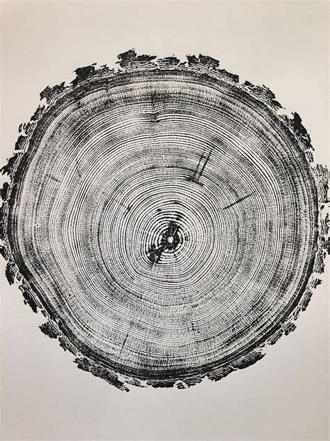 Denver Colorado Tree Ring Art Print Douglas Fir Tree Etsy In 2021 Tree Ring Art Douglas Fir