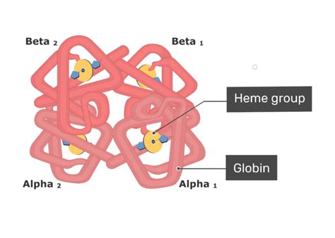 Describe The Structure Of A Molecule Of Hemoglobin