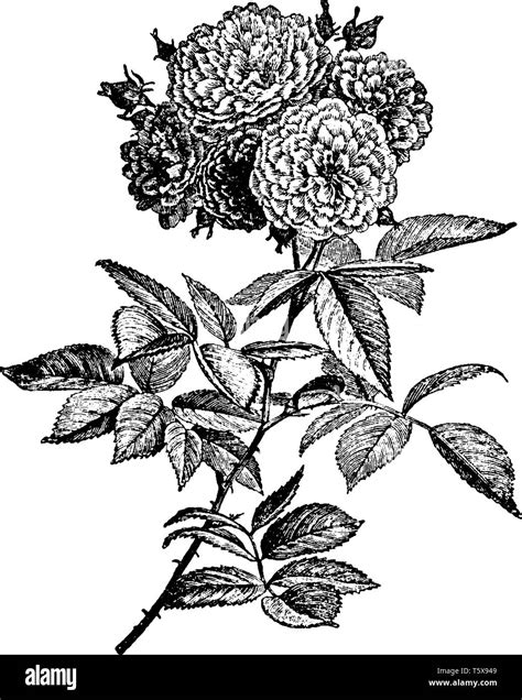 Multiflora Rose Stock Vector Images Alamy