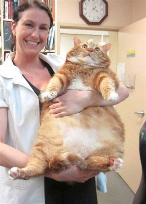 15 Very Large Cats That Do Not Doubt How Cool They Are