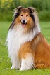 Top 10 des races de chiens de berger - Animalaxy