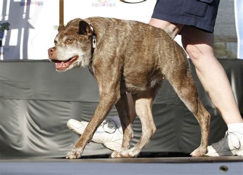 Meet Quasi Modo The Ugliest Dog Of 2015