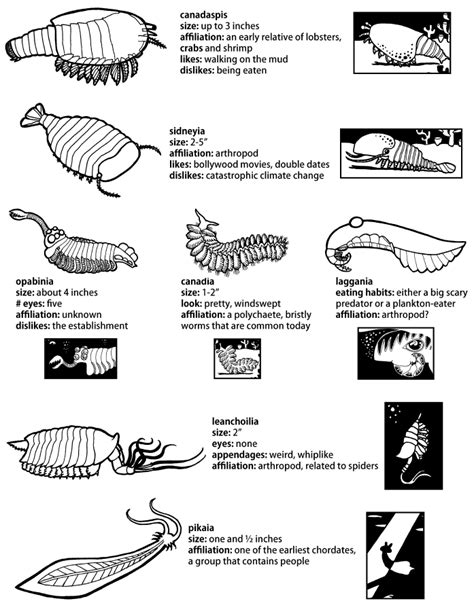 Prehistory Cambrian Animal Characteristics