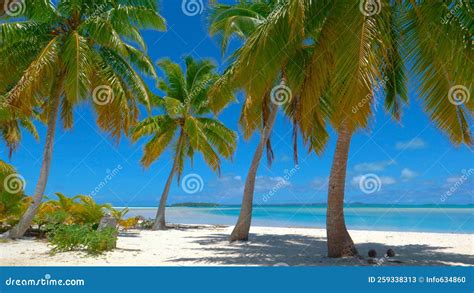 Lush Coconut Tree Branches Rustle In The Breeze Blowing Across The