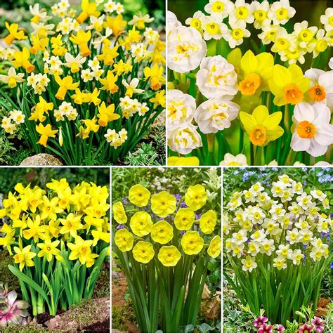 100 X Dwarf Rockery Mixed Daffodil Bulbs For Planting Now Uk