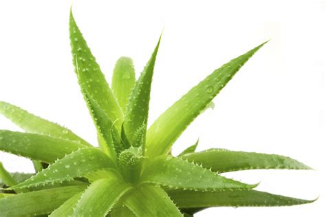 Aloe Vera A Nutritious Plant With Short And Fleshy
