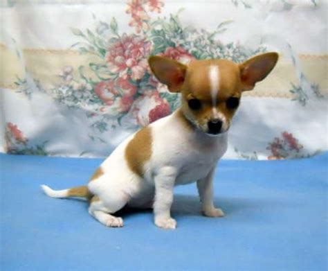 Find chihuahua puppies for sale with pictures from reputable chihuahua breeders. chihuahua colors | Chihuahua Puppies Breeder Oregon Many ...