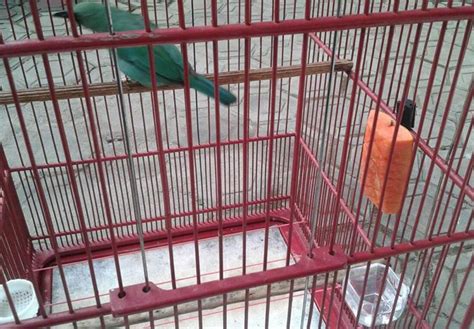 Cucak ijo banyuwangi merupakan burung yang dikenal sangat pemberani ketika sedang bertarung dan memiliki mental tempur yang baik serta suara vokal. Perawatan dan Pengobatan Cucak ijo Tidak Nafsu Makan ...