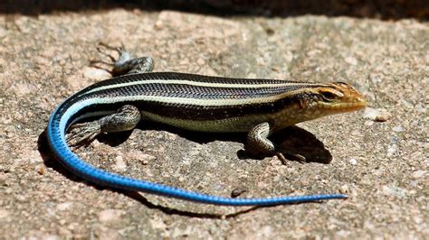 Reviving The Blue Tailed Skink Behind The News
