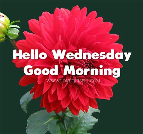 Red Dahlia Hello Wednesday Good Morning Pictures Photos