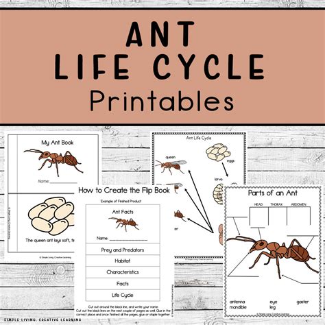Ant Life Cycle Printables Simple Living Creative Learning