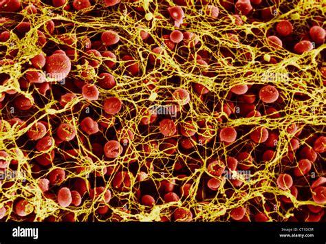Red Blood Cell And Fibrin Sem Stock Photo 49204980 Alamy