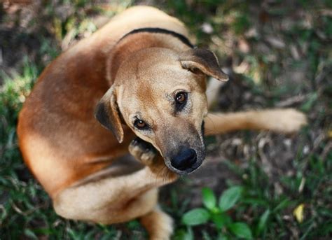 Yeast Infection And Thrush In Dogs Petmd