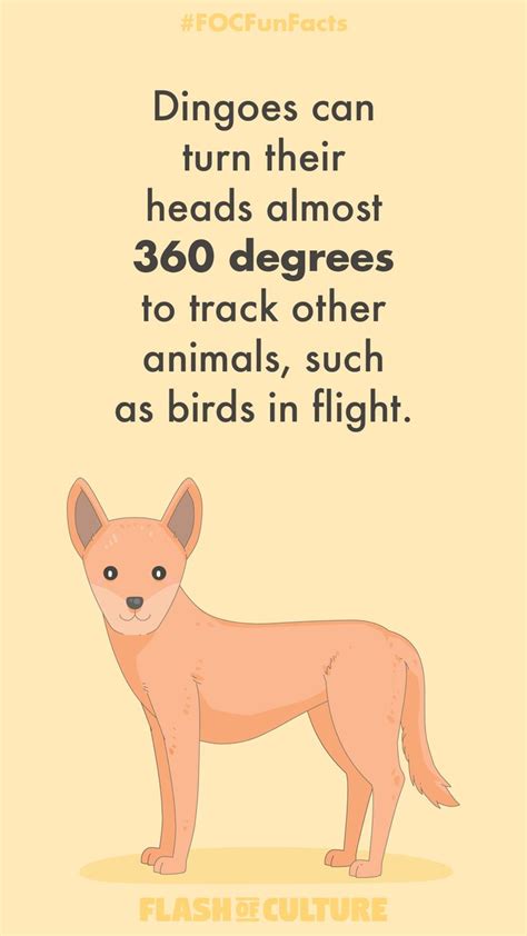 Can Dingos Rotate Their Heads In 2020 Australia Fun Facts Fun Facts