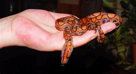 47 Interesting Facts About Brazilian Rainbow Boa Snake Animal Hype