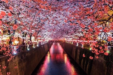 Hanami A Transient Guide To Japans Cherry Blossom Festivals Diy