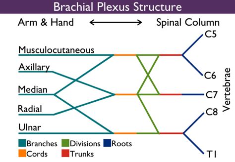 Brachial Plexus Injury Johns Hopkins Medicine