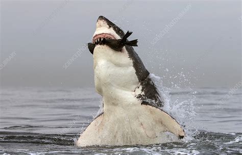 Great White Shark Leaping Out Of Water To Predate Seal Stock Image