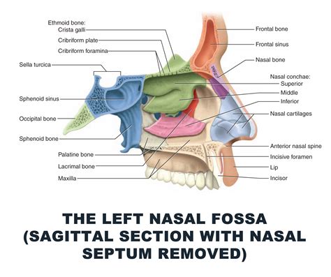 The Left Nasal Fossa Sagittal Section With Nasal Septum Removed