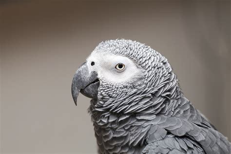 Alex The African Grey Parrot The British Library