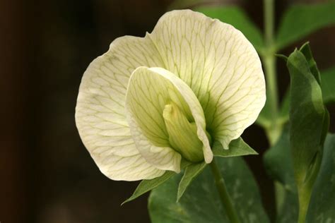 Sugar Snap Pea Flower Flickr Photo Sharing