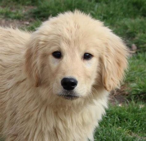 Check spelling or type a new query. Golden Retriever Puppy for Sale - Adoption, Rescue ...