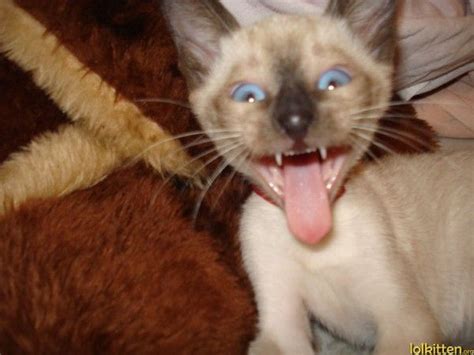 Catch The Suprising Funny Cat Tongue Pictures Hilarious Pets Pictures