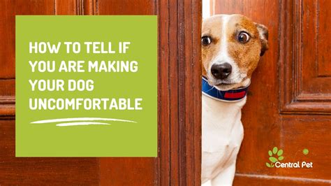 Are You Making Your Dog Uncomfortable How To Tell