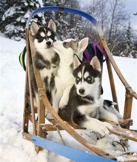 10 Cool Facts About Siberian Huskies Dogs Tips And Advice