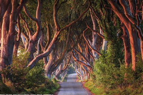 The Dark Hedges Bregagh Road Stranocum Ballymoney County Antrim