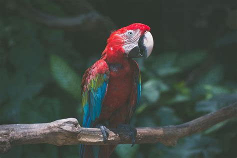 5 Best Large Parrots To Keep As Pets
