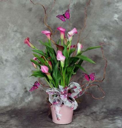 Need a quick home makeover? Potted Calla Lily Plant spring in Eau Claire, WI - 4 ...