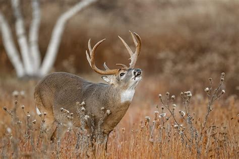 Learn About The Gestation Period For Whitetail Deer To Kill Bucks