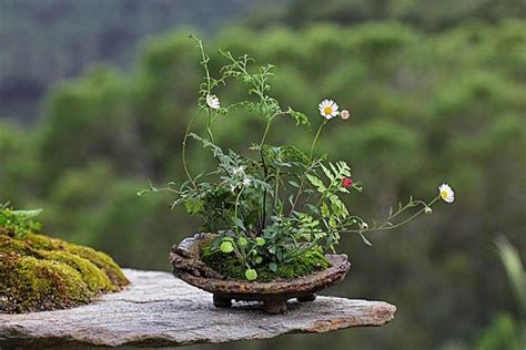 Maybe you would like to learn more about one of these? i Giardini Volanti: Kokedama e Kusamono — Ortofiorito