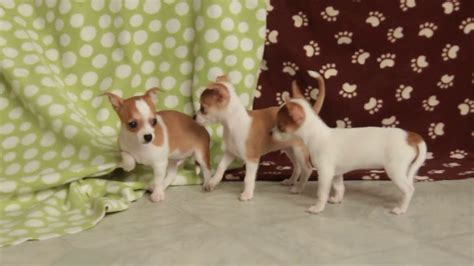 Chihuahua Puppies For Sale Youtube